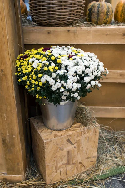 Bunte Chrysanthemen Weidenkorb Kürbisse Halloween Dekorationen — Stockfoto