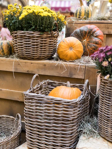 Bunte Chrysanthemen Weidenkorb Kürbisse Halloween Dekorationen — Stockfoto