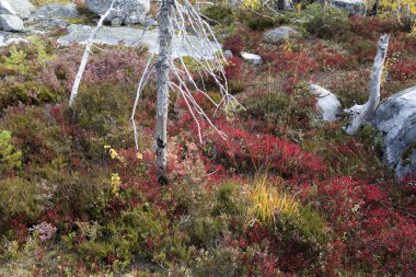Kırmızıüzümlü ve yaban mersinli çalılıklarda kurumuş çam ağacı. Doğadaki ölü ağaçlar Vottovaara Dağı 'nda saklanır..