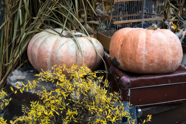 ハロウィンの装飾 古いスーツケース バラップ ブッシュ カボチャ ランタンは家の入り口に位置しています — ストック写真