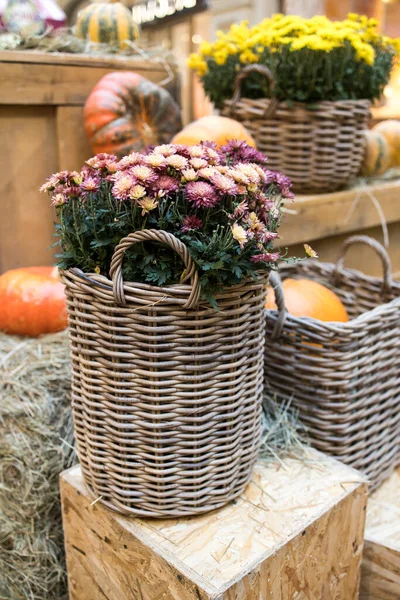 Colorful Chrysanthemums Wicker Basket Pumpkins Halloween Decorations — Stock Photo, Image