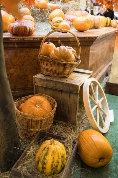 Decoratieve Pompoenen Halloween Decor Moskou Stad Oogst Tuindecoratie Gum Moskou — Stockfoto