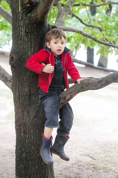 一个身穿红色羊毛衫和蓝色灯芯绒裤子的7岁男孩爬上了一棵橡树 — 图库照片