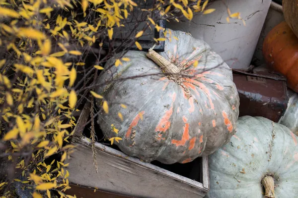 Decorazioni Halloween Vecchia Valigia Iuta Cespuglio Zucche Paglia Lanterne Trovano — Foto Stock