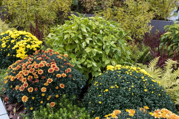 花屋で白 ピンク 赤または黄色の菊の植物 ブルゴーニュ菊の庭や公園の屋外の茂み 菊の花の葉のパターンカラフルな花の背景カードとして — ストック写真