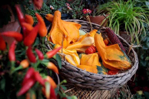 柳条篮中的各种小装饰南瓜 作为花园的装饰 — 图库照片