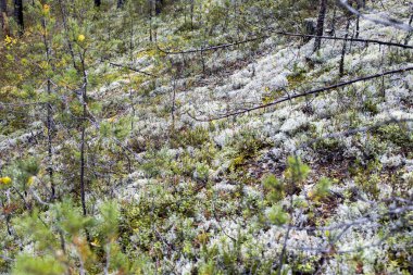 Tepede ren geyiği liken olan çam ormanı. Finlandiya sınırında Karelya 'da Ulusal Rezerv 