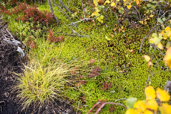 苔の種類や緑の苔の中の地衣類の小さなスポット — ストック写真