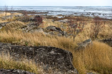 Beyaz Deniz kıyıları, uzun otlarla kaplı. Yaprakları dökülmüş huş ağaçları, Rowan çalıları. Bunaltıcı sonbahar manzarası.