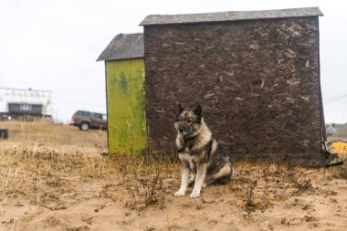 Kuzomen, Terskiy bölgesi, Murmansk bölgesi, Rusya - kumla kaplı bir köy. Köpek iki balıkçı kulübesinin yanında oturur.