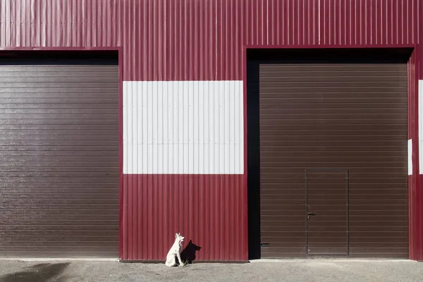 バーガンディ塗装金属ガレージの2つのドアの間に白いセラミック犬の彫刻スタンド — ストック写真