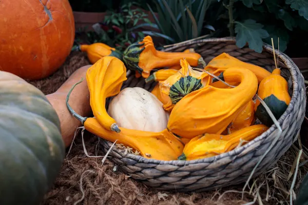 Verschillende Soorten Kleine Decoratieve Pompoenen Een Rieten Mandje Als Decoratie — Stockfoto