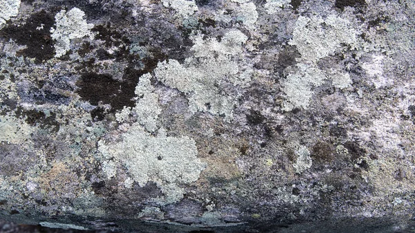 Lichen Blanc Sur Arbre Sombre Pierre — Photo