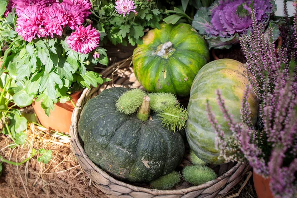 Verschiedene Arten Von Kleinen Dekorativen Kürbissen Einem Weidenkorb Als Gartendekoration — Stockfoto