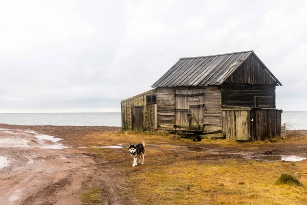 俄罗斯摩尔曼斯克地区Terskiy区Kashkarantsy 2021年11月 白海海岸上一个废弃的旧渔棚 哈士奇狗沿着大路跑 — 图库照片