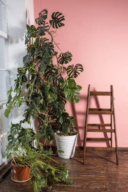 Monstera Liana bitkisi ve ahşap kahverengi merdiven merdiven merdiveni. İç kısımda montaj için kullanılan pembe bir duvarın yanında.
