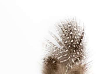 Beyaz arka planda bıldırcın tüyü yakın plan. Yaratıcı bir geçmiş. Mutlu Paskalya konsepti. Metin için uzayı kopyala, seçici odak ve sığ alan derinliği.