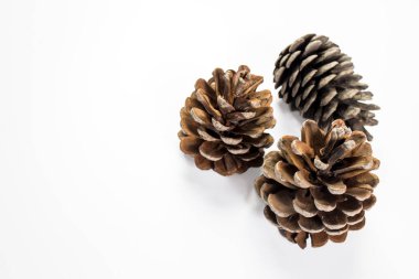 Beyaz arka planda üç kuru çam kozalağı izole edilir. Uzayı kopyala Metin için yer