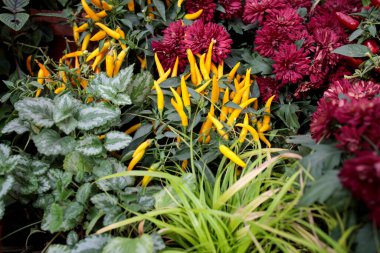 Sarı biber, Burgundy Chrysanthemums hasat festivalinde panayırın dekorasyonu için.