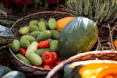 Hasır sepete salatalık fışkırtan pencere pervazını süsleyen