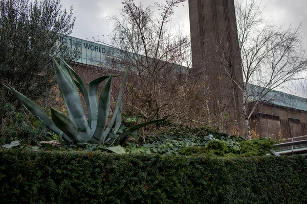 London Storbritannien November 2021 Stor Agave Ett Snår Idegran Och — Stockfoto