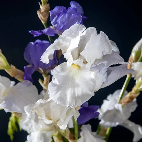 Біла Синя Квітка Ірису Темно Синьому Фоні Місце Тексту Розкладка — стокове фото
