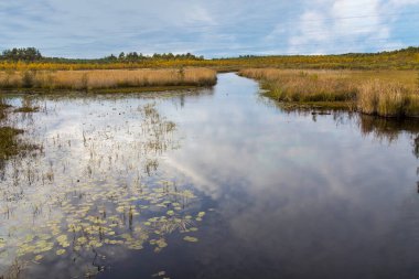 Ladoga, Karelia 'da altın sonbahar, eski Finlandiya toprakları. Kıvrılan sahil