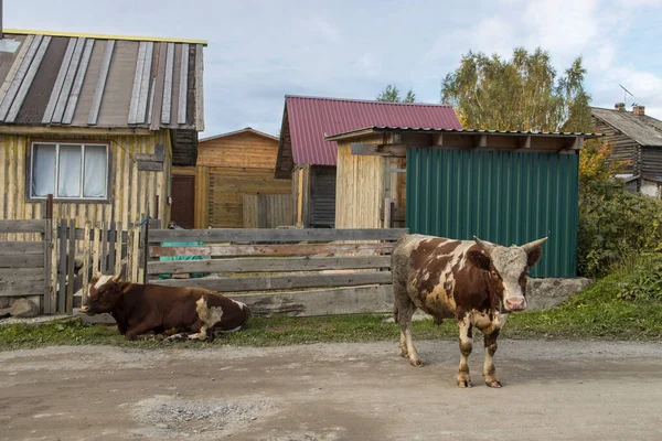 Bull Grazes Street Karelian Village Ayrshire Cattle Breed Dairy Cattle — Stock Photo, Image