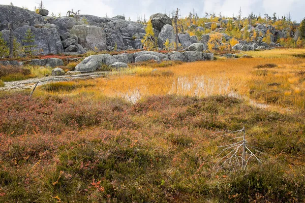 俄罗斯卡累利阿Vottovaara山上的沼泽地或湖泊 有巨大的海底卵石 枯树和自然保护区 秋天在山上 — 图库照片