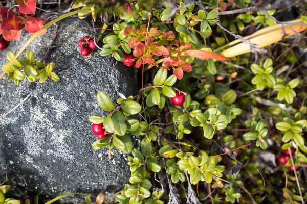 Reddening Autumn Thickets Blueberries Lingonberries Stone Overgrown Moss Nature Reserve — Stock Photo, Image