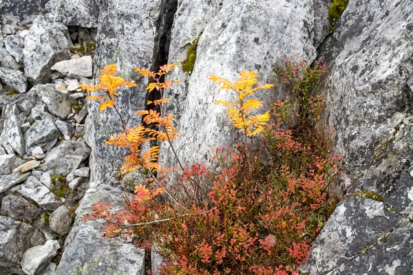 Mégalithique Rochers Sédimentaires Arbres Morts Dans Réserve Naturelle Sur Montagne — Photo