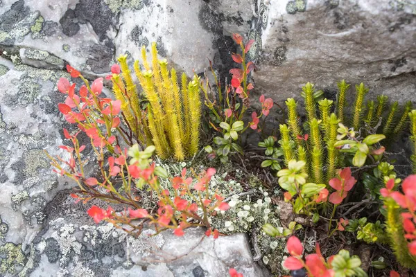 卡累利阿的大石头上有不同类型的苔藓和地衣 Lasallia Pustulata 是金银花科真菌中的一种苔藓 — 图库照片