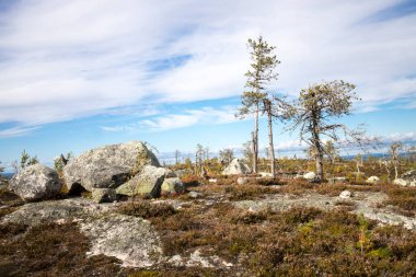 Megalitik seid kaya taşları, doğadaki ölü ağaçlar Vottovaara Dağı, Karelia, Rusya 'da. Dağda sonbahar