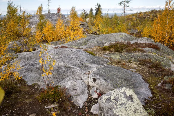 巨型卵石 俄罗斯卡累利阿Vottovaara山上自然保护区的枯树 秋天在山上 — 图库照片