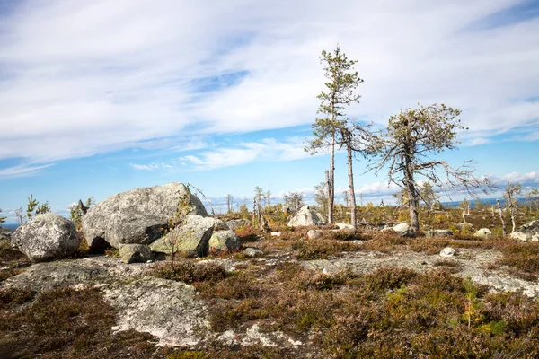 Megalitik seid kaya taşları, doğadaki ölü ağaçlar Vottovaara Dağı, Karelia, Rusya 'da. Dağda sonbahar