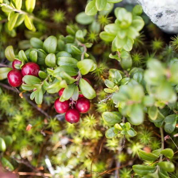 Reddening Semak Musim Gugur Blueberry Dan Lingonberry Sekitar Batu Ditumbuhi — Stok Foto