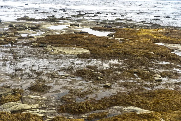Beyaz Deniz kıyıları, uzun otlarla kaplı. Yaprakları dökülmüş huş ağaçları, Rowan çalıları. Bunaltıcı sonbahar manzarası.