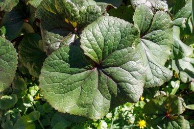 Ligularia dentata, the summer ragwort or leopardplant, is a species of flowering plant in the genus Ligularia and the family Asteraceae, native to China and Japan