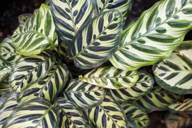 Tavuskuşu bitkisi, ayrıca Calathea makoyana olarak da bilinir, güzel, zıt yeşil ve mor-kırmızı yapraklarıyla ünlü güzel bir tropikal bitkidir.