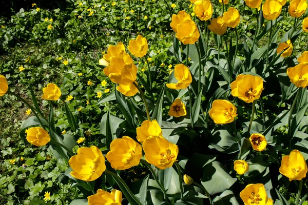 Yellow Tulips Sun Ligh Spring Garden Falling Petals —  Fotos de Stock
