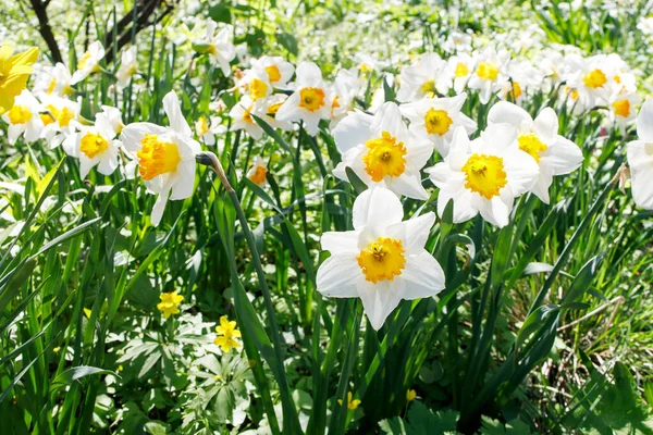 Narcisos Blancos Con Núcleo Amarillo Parterre Cerca Reservorio Artificial Parque —  Fotos de Stock