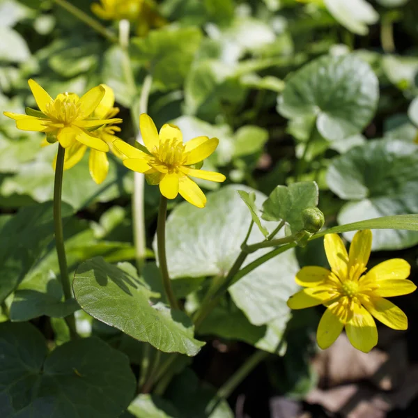 仙人掌属 Ficaria 是仙人掌科几种植物的一个小属 与仙人掌属植物属 Ranunculus 共同组成 属包括仙人掌属 被称为无花果奶油杯或较小的芹菜 — 图库照片