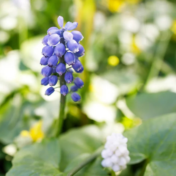 Flor Muscari Muscari Armeniacum Hyacinth Spring Flores Muscari Azul Sol —  Fotos de Stock