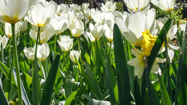 Los Tulipanes Blancos Están Sol Jardín Primavera Con Pétalos Caídos —  Fotos de Stock