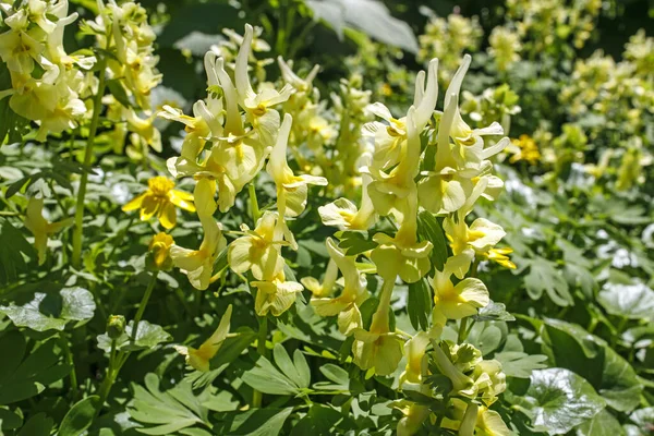 Pseudofumaria Alba Short Lived Perennial Plant Family Papaveraceae Flowers White — Stock Photo, Image