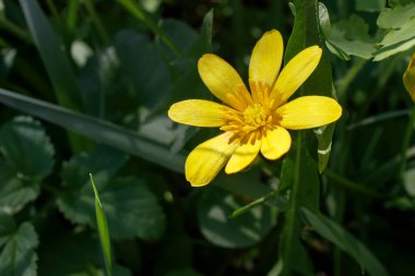 Ficaria, Ranunculaceae familyasından Ranunculus familyasına ait küçük bir bitki cinsidir. Tür, incir çiçeği veya daha az celandin olarak bilinen Ficaria verna 'yı içerir.