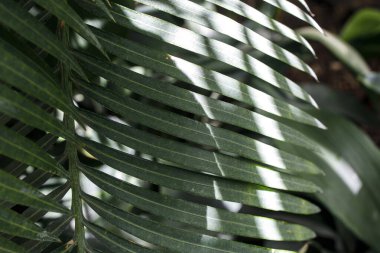 Palm leaf close-up with stripe from the sun