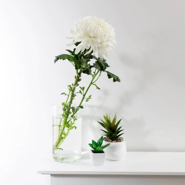 Große Weiße Chrysanthemen Einer Gläsernen Transparenten Vase Und Zwei Künstliche — Stockfoto