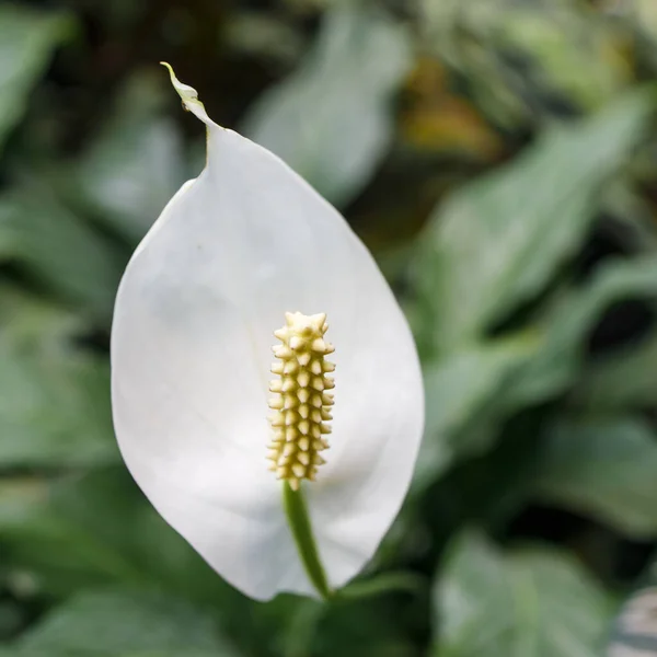 Anthurium Andraeanum Araceae Familyasından Kolombiya Ekvador Özgü Bir Bitki Türü — Stok fotoğraf