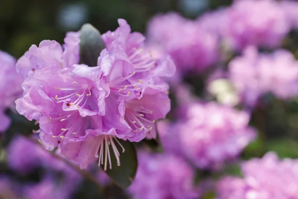 Floreciente Rododendro Rosa Púrpura Jardín Botánico Primavera Contexto —  Fotos de Stock